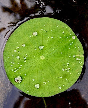 Scenic natural view of water drops on a bright green round lily pad.