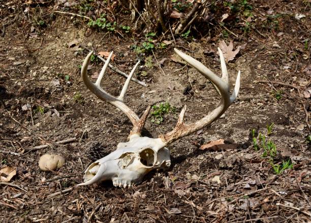 A deer skull and eight point antlers on a forest floor.