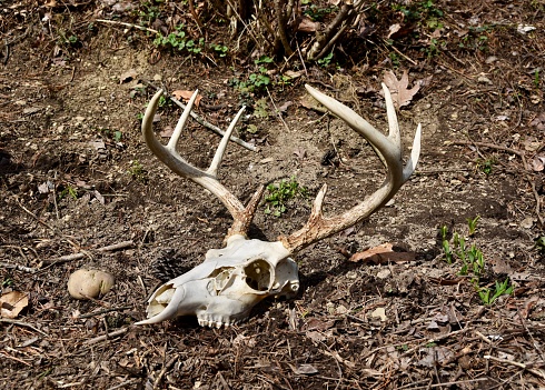 Natural view of a white tailed deer skull and antlers in a Pennsylvania woods.