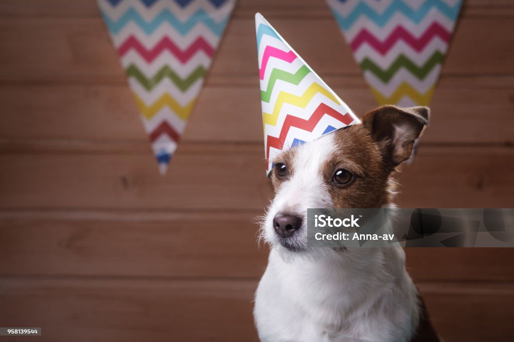 Funny Jack Russell Dog With Estival Cap On The Head Stock Photo - Download  Image Now - iStock
