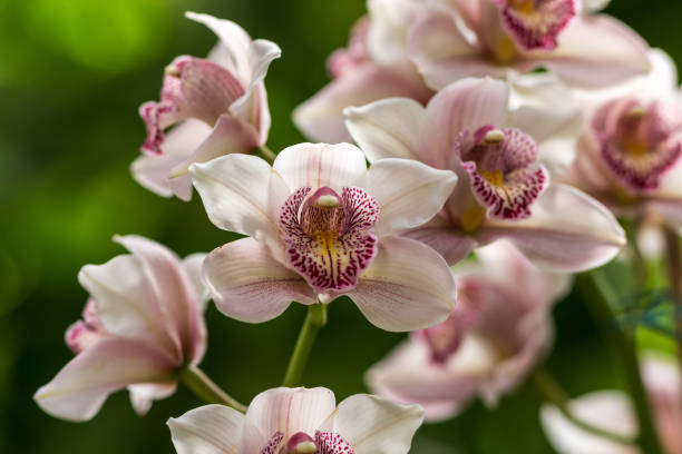 istock beautiful blooming orchid 958139712