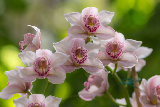istock beautiful orchid closeup 958139728
