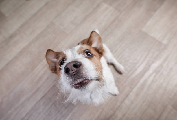 funny dog jack russel terrier on top - terrier jack russell imagens e fotografias de stock