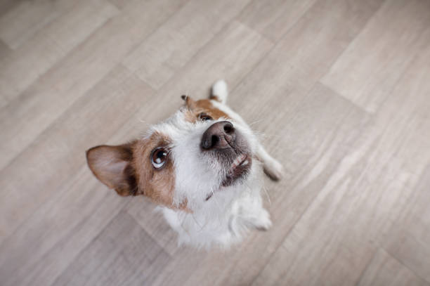istock funny dog jack russel terrier on top 958139902