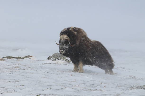 bœuf musqué sauvage en hiver, les montagnes en norvège, parc national de dovrefjell - boeuf musqué photos et images de collection