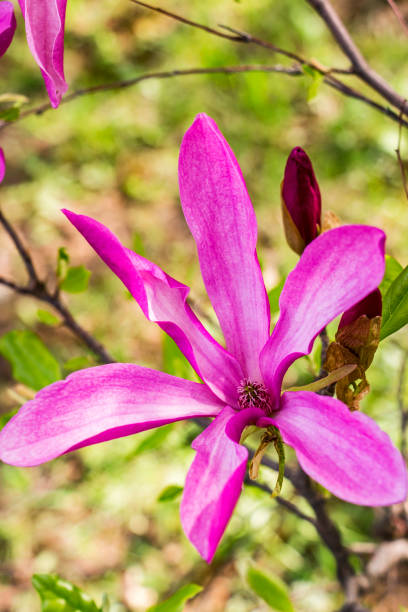 Close-up of Magnolia liliiflora flower Close-up of purple Magnolia liliiflora flower and buds jane magnolia stock pictures, royalty-free photos & images