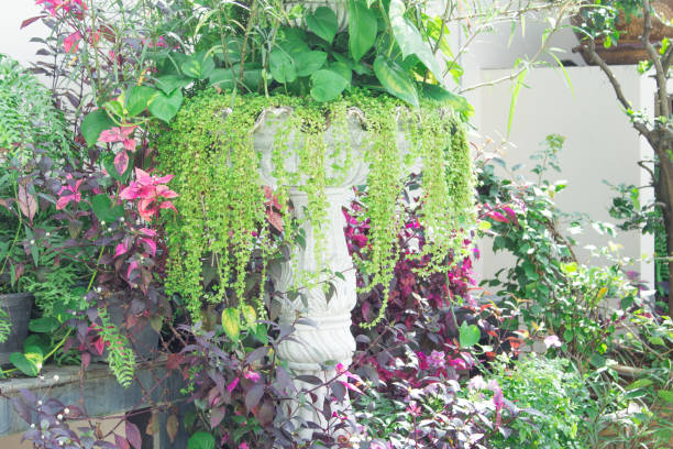 istock The beautiful ivy saw on flowerpot. 958140202