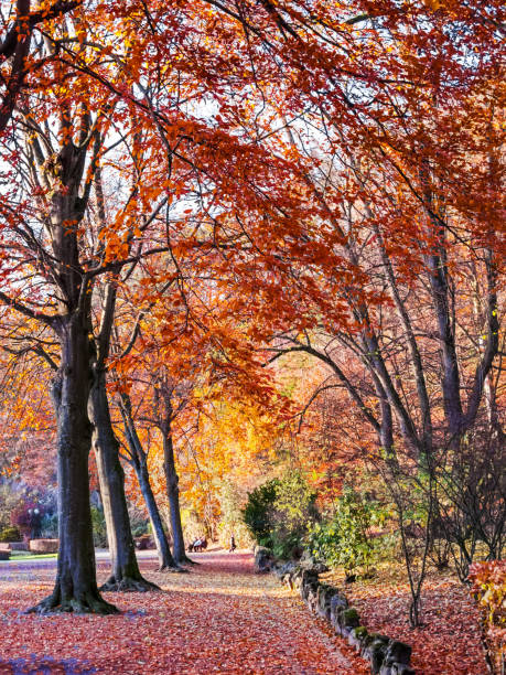 istock Parc de Sept Heures in autumn, at Spa, Belgium 958140206