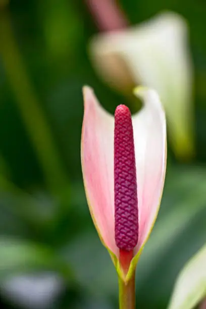 Photo of Close picture of Anthurium flower