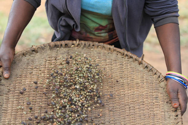 istock Uganda coffee, from tree to roasted beans 958143252