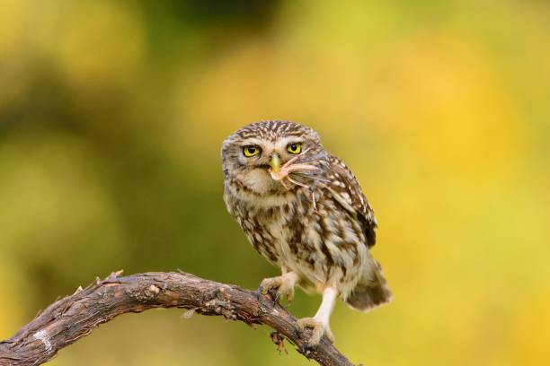 istock Little owl with a grasshopper 958143912