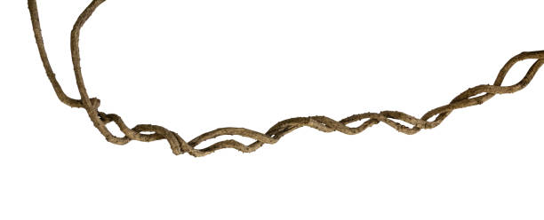 istock Twisted wild liana jungle vine isolated on white background, clipping path included 958143980