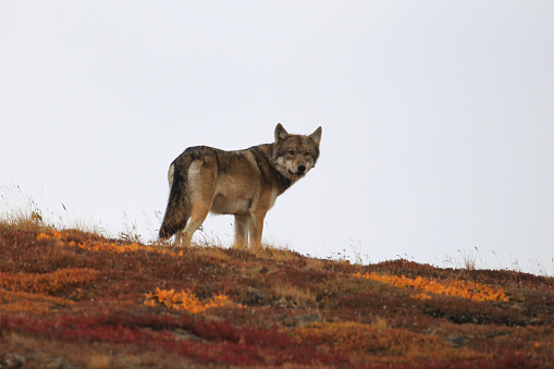 Grey Wolf (Canis lupus) , Denali National Park, Alaska