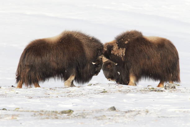 bœuf musqué sauvage en hiver, les montagnes en norvège, parc national de dovrefjell - boeuf musqué photos et images de collection