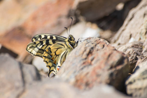 istock Beautiful detailed butterfly machaon swallowtail on a rock composition 958150232