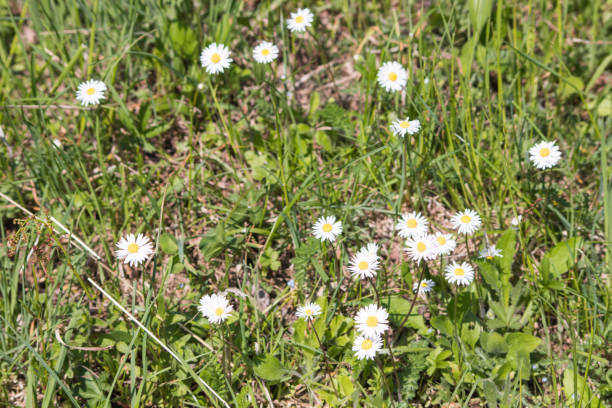 istock Belliss perennis daisy flowers in a green grass composition 958150272