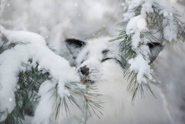 white fox fur in the snow in winter - snow white animal arctic fox imagens e fotografias de stock