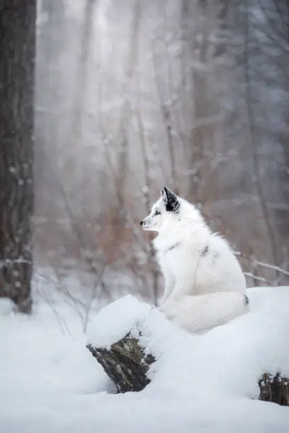 white fox fur in the snow in winter on nature