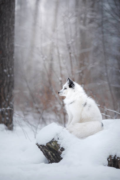 white fox fur in the snow in winter - snow white animal arctic fox imagens e fotografias de stock
