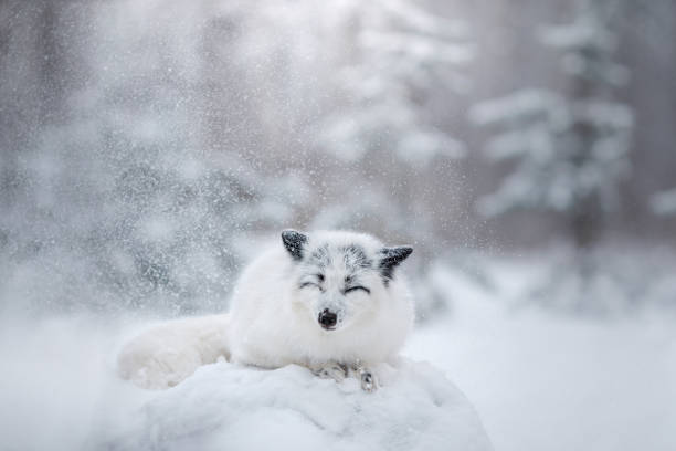 białe futro lisa w śniegu w zimie - snow white animal arctic fox zdjęcia i obrazy z banku zdjęć