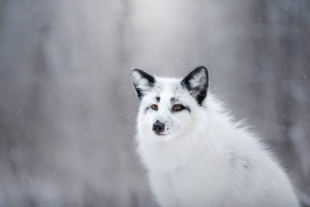 istock white fox fur in the snow in winter 958155092