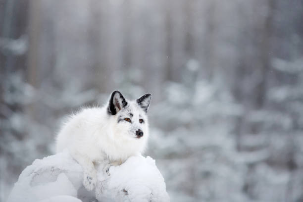 istock white fox fur in the snow in winter 958155122