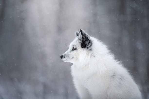 white fox fur in the snow in winter - snow white animal arctic fox imagens e fotografias de stock