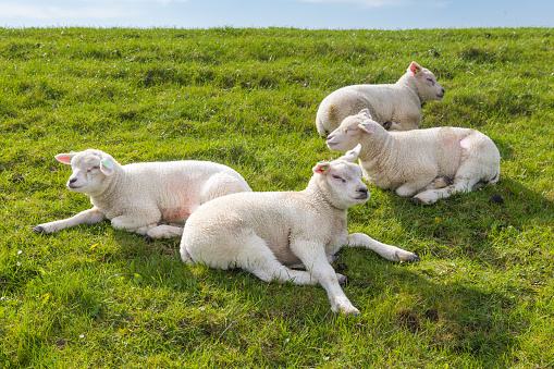 Little lambs resting in green grass in the sun on a dyke at the wadden island Texel in the Netherlands