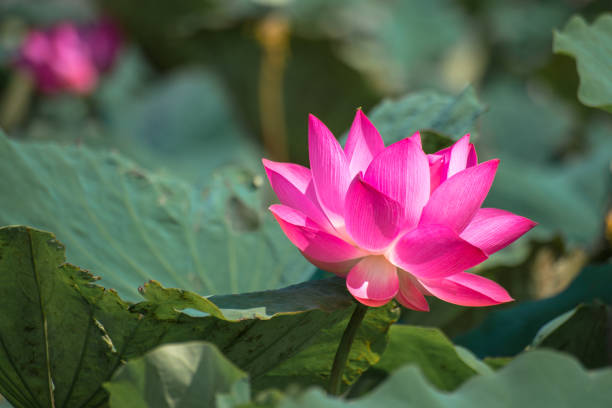 핑크 로터스 (nelumbo nucifera gaertn.) 호수에 가까이 - water lily floating on water lotus leaf 뉴스 사진 이미지