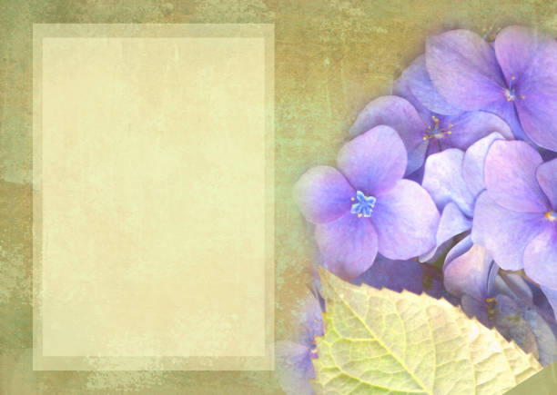 Floral postcard. Can be used as greeting card, invitation for wedding, birthday and other holiday happening. Hydrangea flowers. Art floral grunge background. Beautiful hydrangea with copy space.