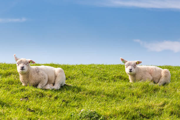 istock Little lambs lying in the grass 958157250