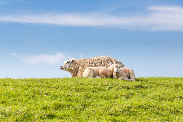 istock Sheep family lying in the grass 958157284