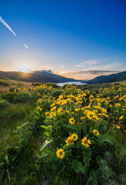 Beautiful sunrise and wildflowers at rowena crest viewpoint, Oregon Oregon - US State, Springtime, Portland - Oregon, Sunrise - Dawn, Washington State balsam root stock pictures, royalty-free photos & images