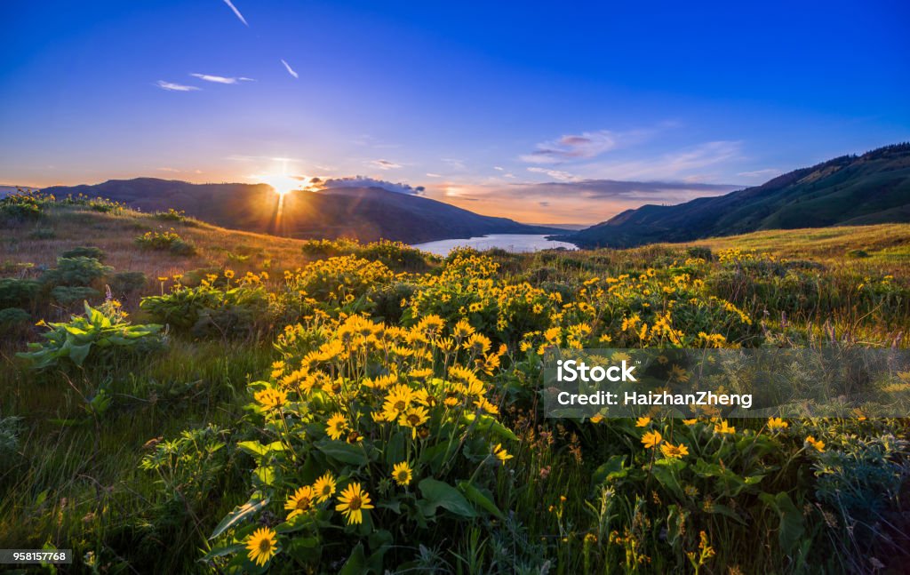 Columbia River Gorge Wildflowers Springtime, River, Sunset, Meadow, Oregon - US State Oregon - US State Stock Photo