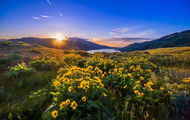 Columbia River Gorge Wildflowers Springtime, River, Sunset, Meadow, Oregon - US State portland oregon photos stock pictures, royalty-free photos & images
