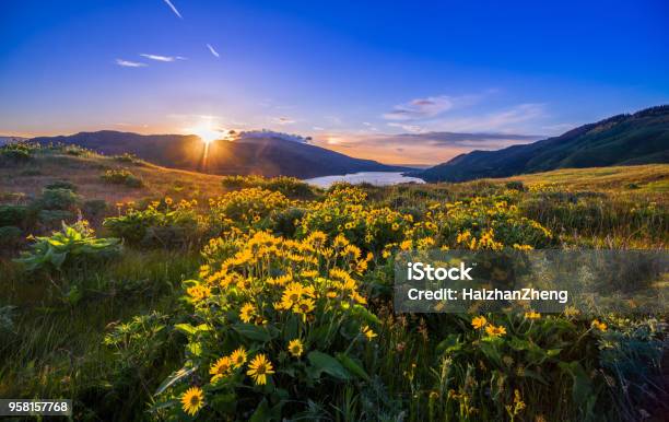 Columbia River Gorge Wildflowers Stock Photo - Download Image Now - Oregon - US State, Springtime, Nature