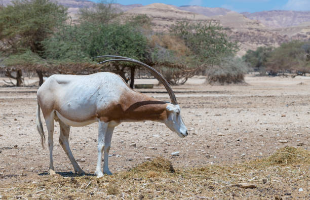 antelope scimitar oryx (oryx leucoryx) in the nature reserve near eilat, israel - oryx gazella leucoryx imagens e fotografias de stock