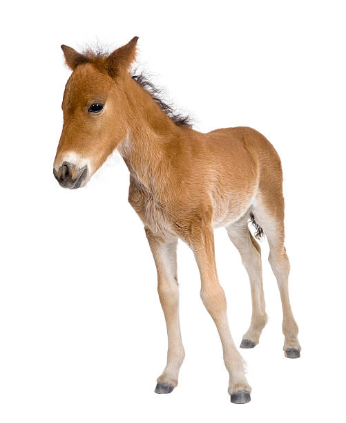 istock Foal standing in front of white background 95815814