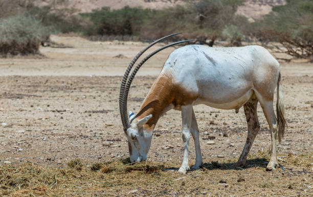 antelope scimitar oryx (oryx leucoryx) in the nature reserve near eilat, israel - oryx gazella leucoryx imagens e fotografias de stock