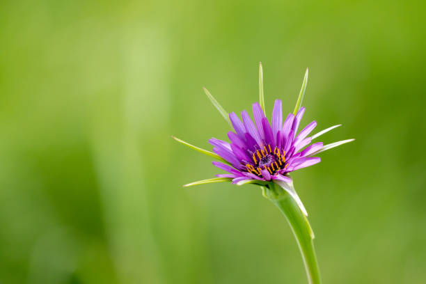 Close up of purple Salsify Tragopogon porrifolius in full bloom on a plain bright green background