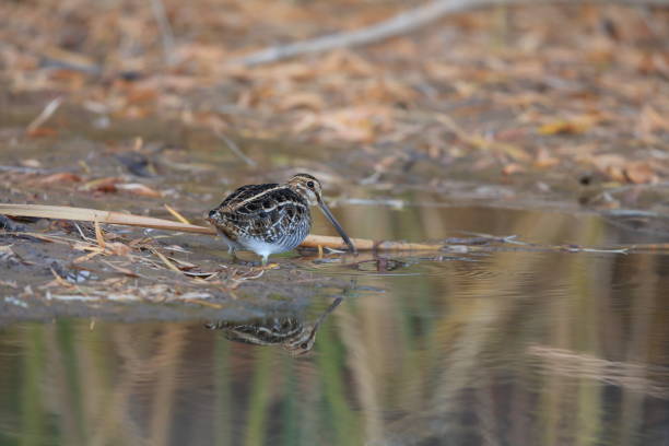 istock common snipe (Gallinago gallinago) new mecico usa 958158924