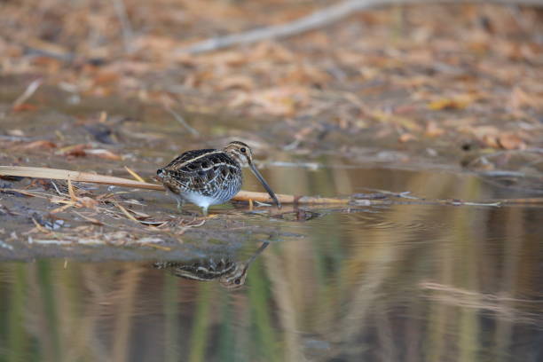 istock common snipe (Gallinago gallinago) new mecico usa 958158986