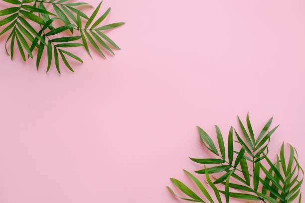 istock stylish summer flat lay. fresh palm leaves border on pink background with space for text. modern image. top view. summer vacation concept. travel and wanderlust 958159056