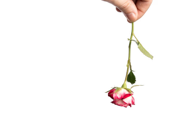 istock Man's hand with a pink rose, isolated on white background, isolate. Close-up. Copy the stand. 958161532