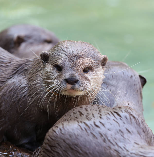 istock Close up of a wet Oriental Short Clawed Otter 958161878