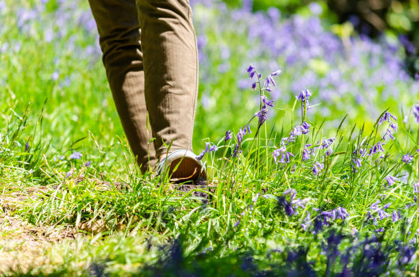 gå på ett fält av blåklockor på våren - bluebell bildbanksfoton och bilder