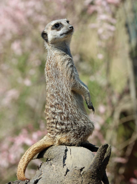 istock Close up of a Meerkat on sentry duty 958162122
