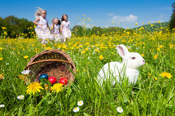 coniglietto di pasqua guardando la egg hunt - easter bunny easter grass sunlight foto e immagini stock