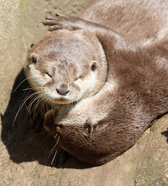 close-up de um afago de lontra curto de anã-oriental - oriental short clawed otter - fotografias e filmes do acervo