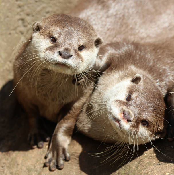 Two otters